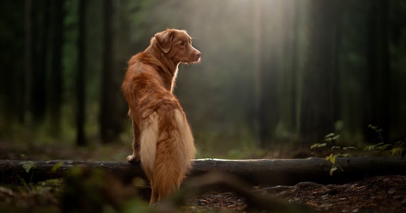 Nova Scotia Duck Tolling Retriever: Der kleine Retter im Portrait