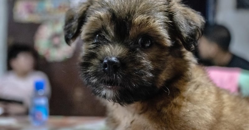 Shih Tzu Pflege: Der ultimative Ratgeber für ein glückliches Hundeleben